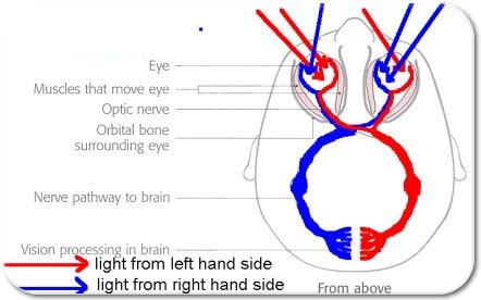 strokes
